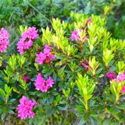 Gros plan sur les rhododendrons