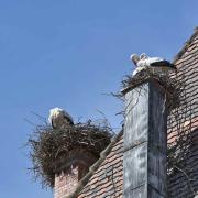 Même les cheminées servent de support pour les nids