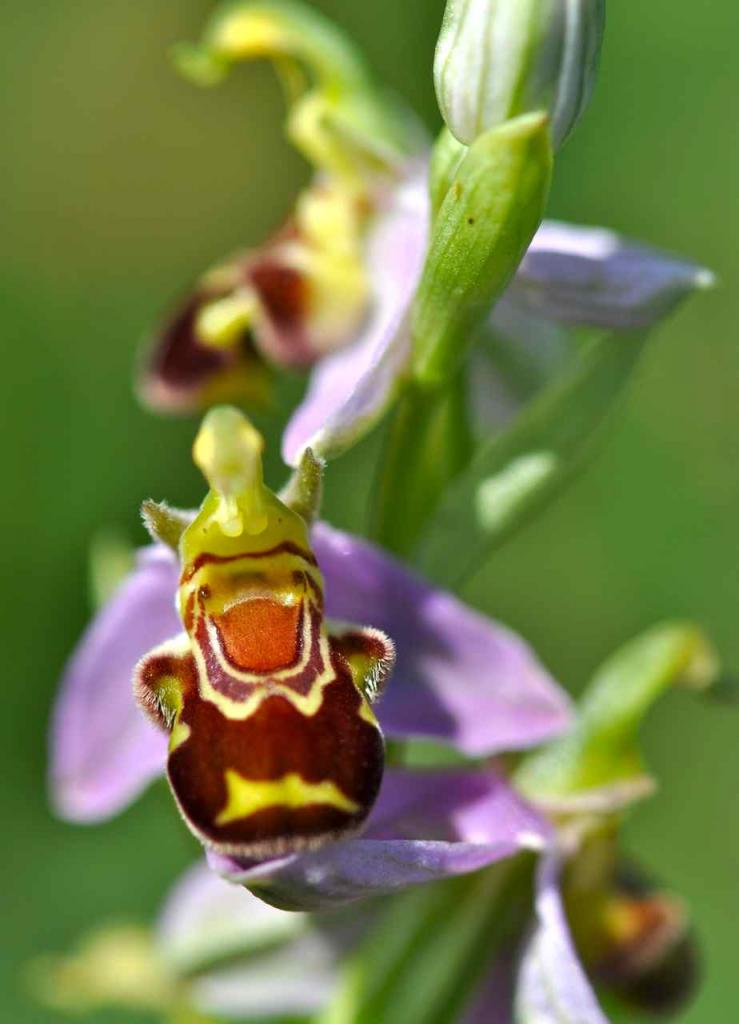 Orchis bourdon abeille