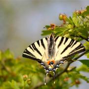 Papillon machaon se chauffant au soleil