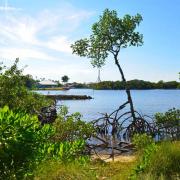 Un bout de mangrove sur la rivière Loxahotchee 