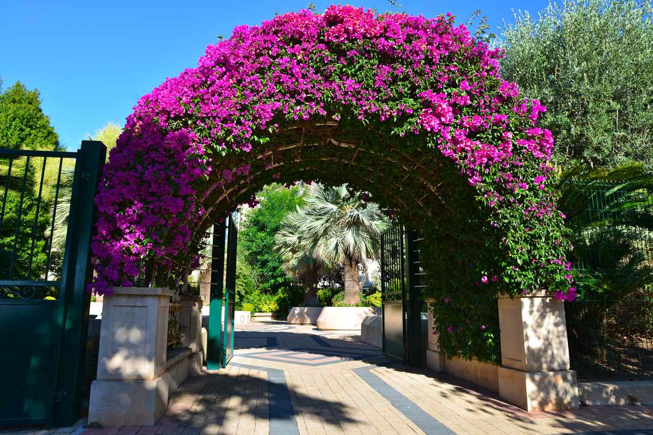 Une arche fleurie de bougainvilliers l une des entr es du Jardin