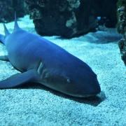Les requins évoluent dans un bassin immense de 450OOO l et de 6 m de profondeur...
