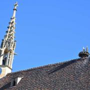 Un couple de cigognes sur l'ancienne église des Catherinettes de Colmar