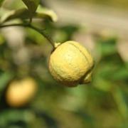 Citrus-Limon Alberetto Citronnier 3