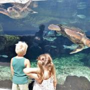 Deux jeunes enfants fascinés par les tortues