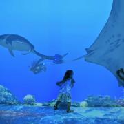 Plongée virtuelle dans les récifs coralliens, véritables oasis de vie