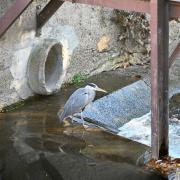 ...les poissons sont obligés de passer par là