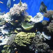 Les récifs corraliens sont menacés, il est nécessaire d’agir pour les protéger