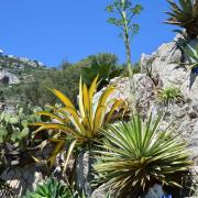 A droite, agave angustifolia