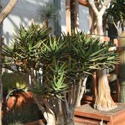 Aloe dichotoma subsp