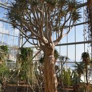 Aloidendron ramosissimum