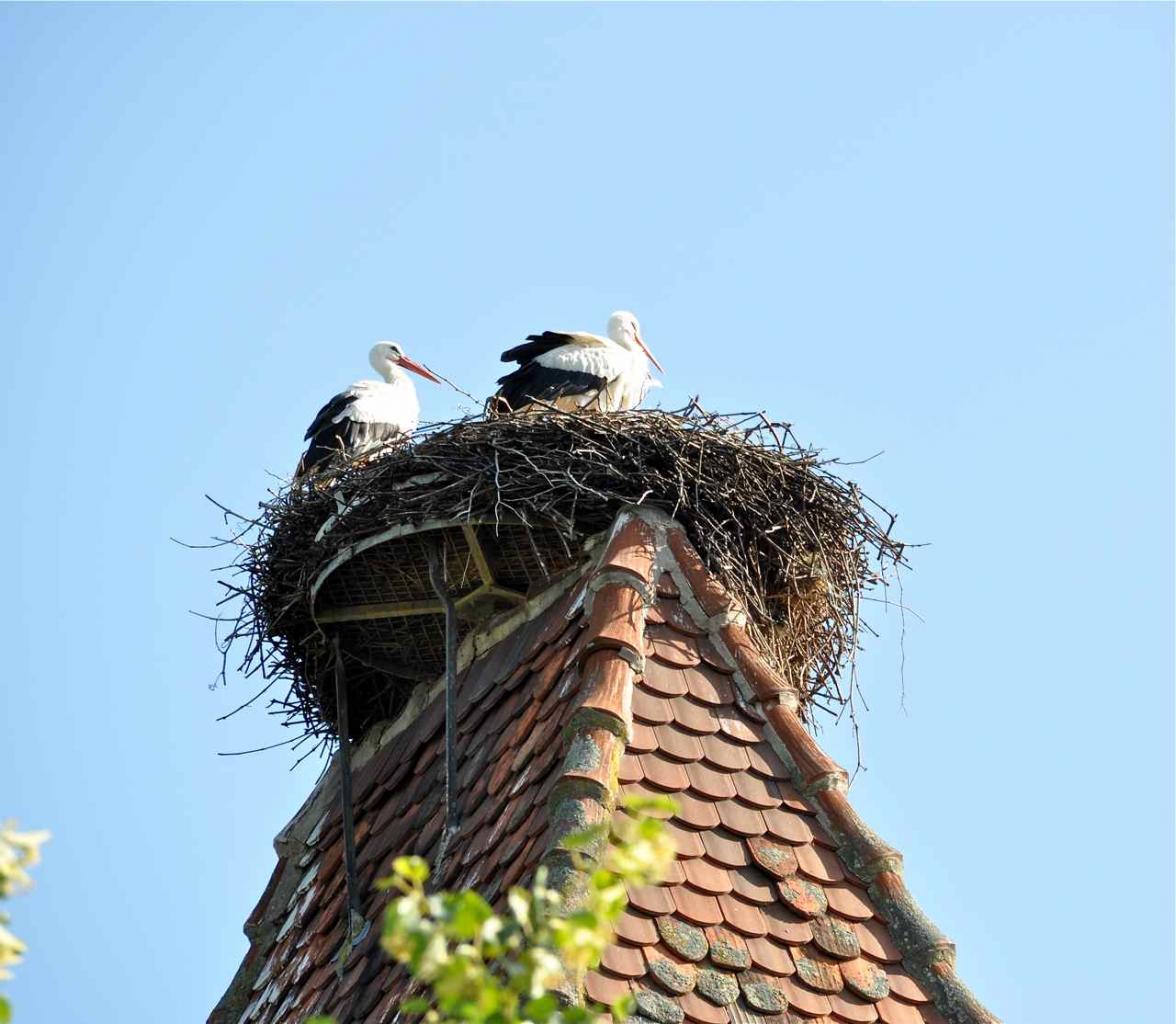 Ammerschwihr, on prépare le nid sur l'Obertor (Porte haute)