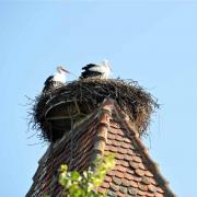 Ammerschwihr, on prépare le nid sur l'Obertor (Porte haute)