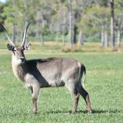 Antilope Cobe à croissant (Kobus ellipsiprymnus) 1m à 1,30m au garrot... 