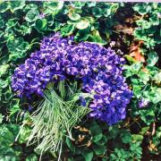 Appelée la Cité des Violettes on y cultive cette petite fleur depuis des siècles