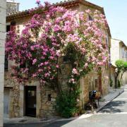 Beau bougainvillier