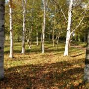 Belle allée d'arbres...