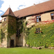 ... la vigne sauvage cache ses plaies