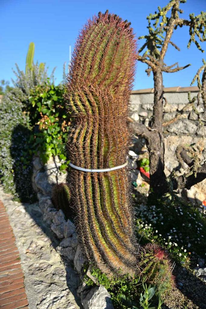 Ce gros cactus a besoin d'être soutenu :)