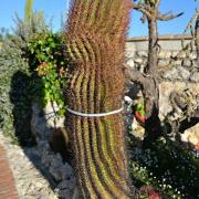 Ce gros cactus a besoin d'être soutenu :)