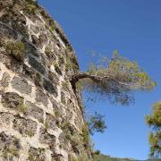 Cet arbre a décidé de vivre, accroché à la muraille du fort
