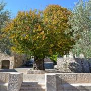 Cet orme est classé parmi les 200 arbres remarquables de France.