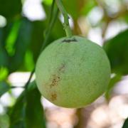Citrus- Grandis  Pyriformis Pamplemoussier de Java-2
