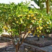 Citrus-Oranger d'Alger-Chine