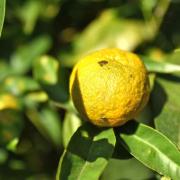 Citrus-Reticulata- Mandarinier-2