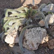 Cleistocactus winteri subsp colademononis