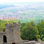 Dambach la Ville et la plaine d'Alsace  vues depuis le donjon du  château du Bernstein....