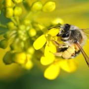Depuis les années 1970 les abeilles sont en forte régression