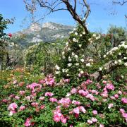 Derrière ces beaux rosiers, on distingue la montagne  Tête de Chien