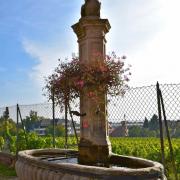 Derrière la fontaine de l'Oie, érigée en 1857, se touve la vigne ...