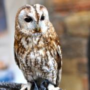 ... pour lui permettre de surprendre ses proies