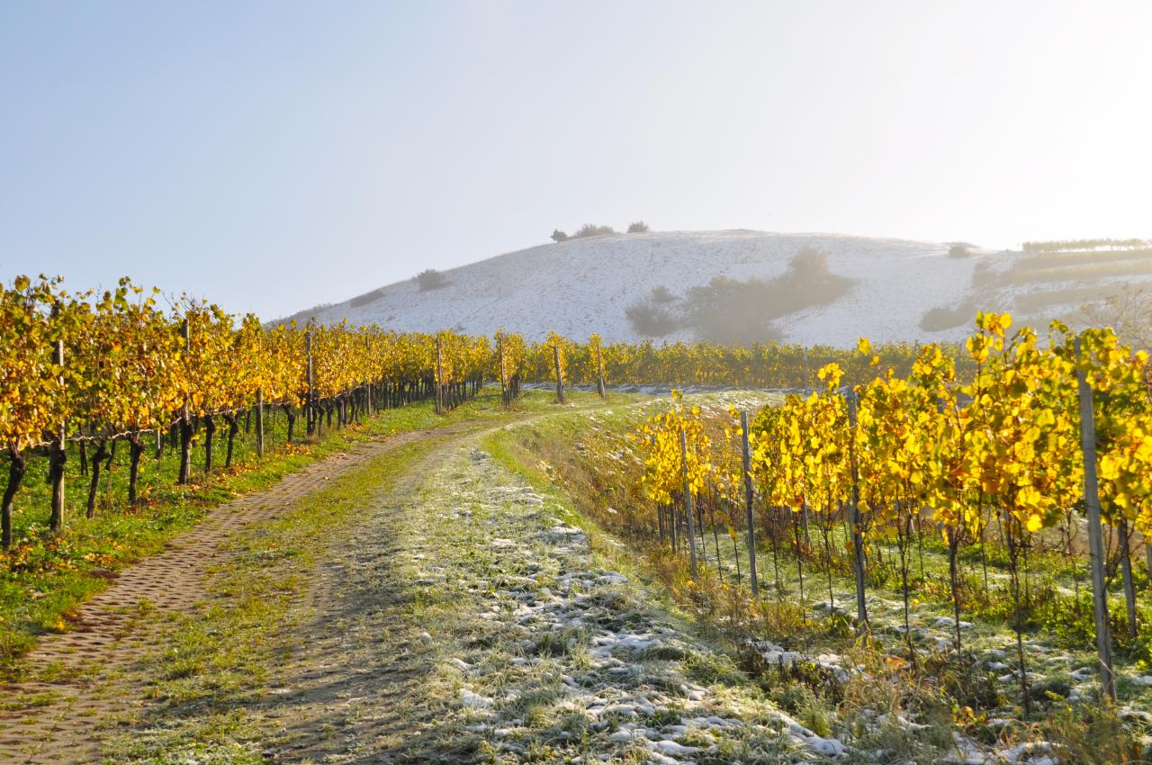 Départ de la balade à travers les vignes