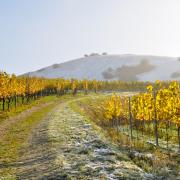 Le départ de la balade dans les vignes