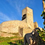 Saxo, mon braque de Weimar, garde le château du Wineck :=)