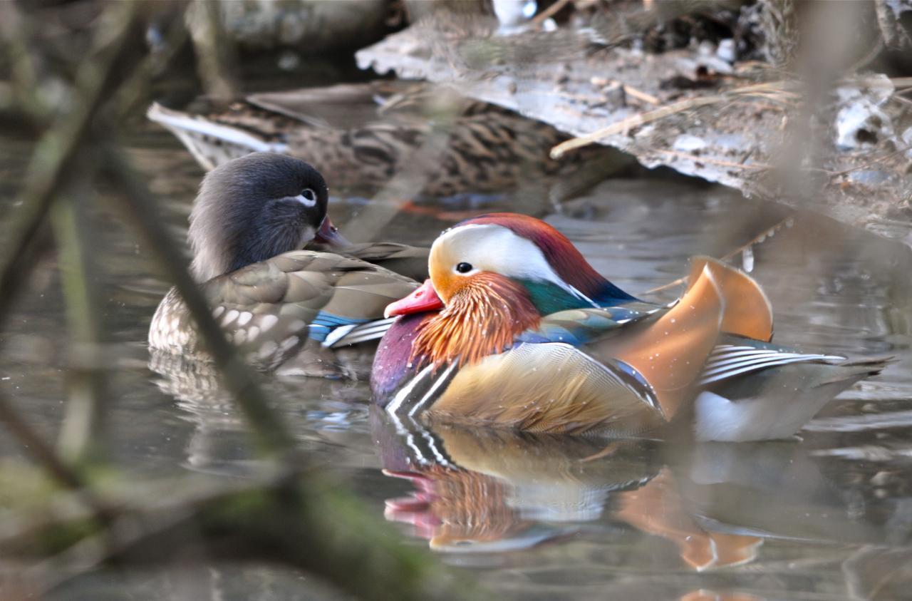 Un couple de canards mandarins