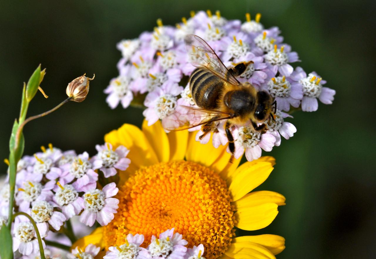Abeille domestique Apis mellifica
