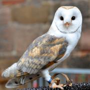 ... est un rapace nocturne