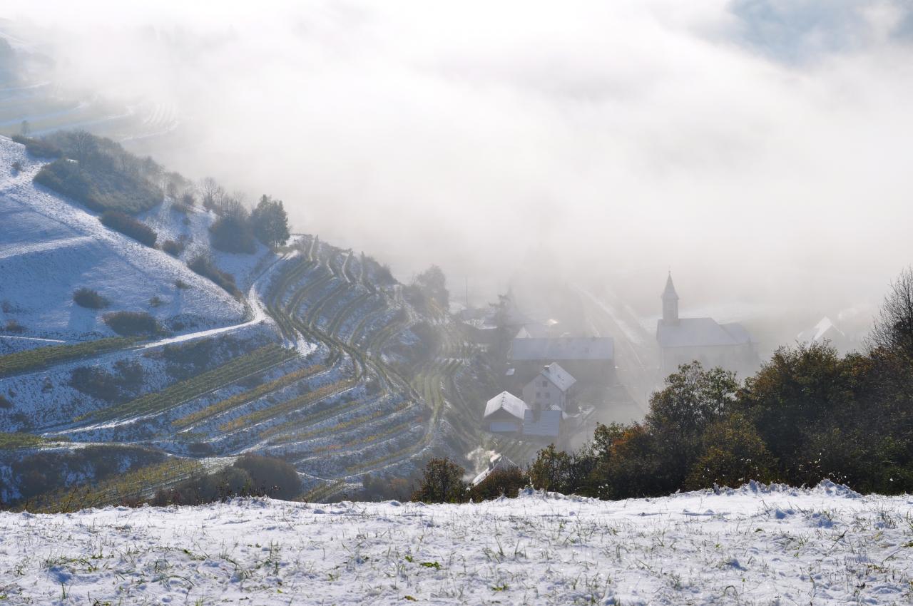 Les vignes surplombent le village de Alt-Vogtsburg 