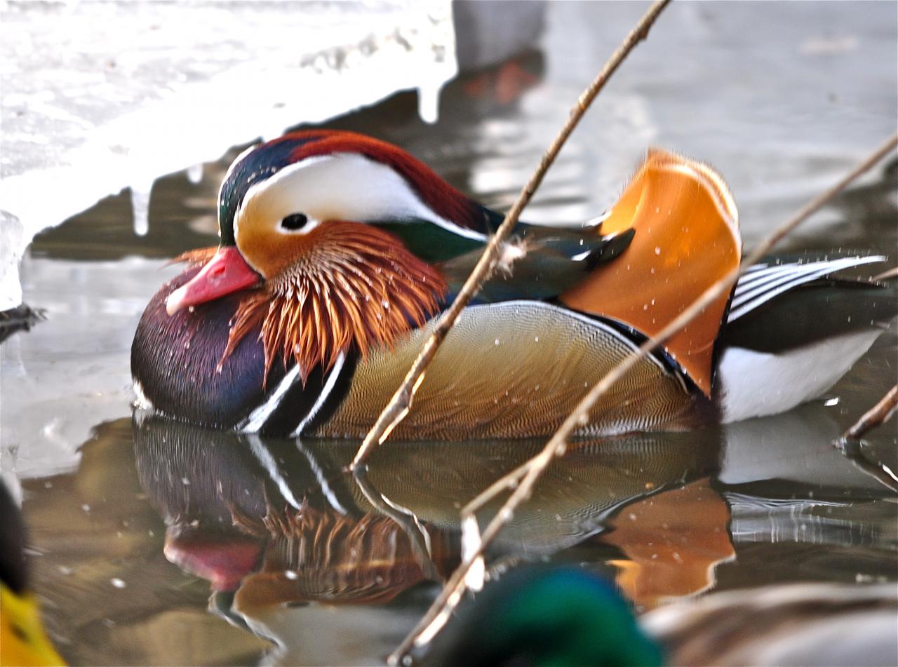 Il perd son superbe plumage après le printemps