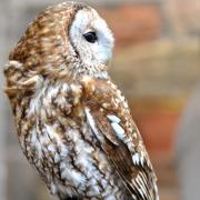 La chouette hulotte  a un vol très silencieux...