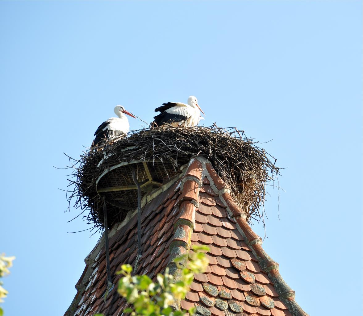 Le nid du couple sur l'Unter Tor ou Porte de France à Turckheim