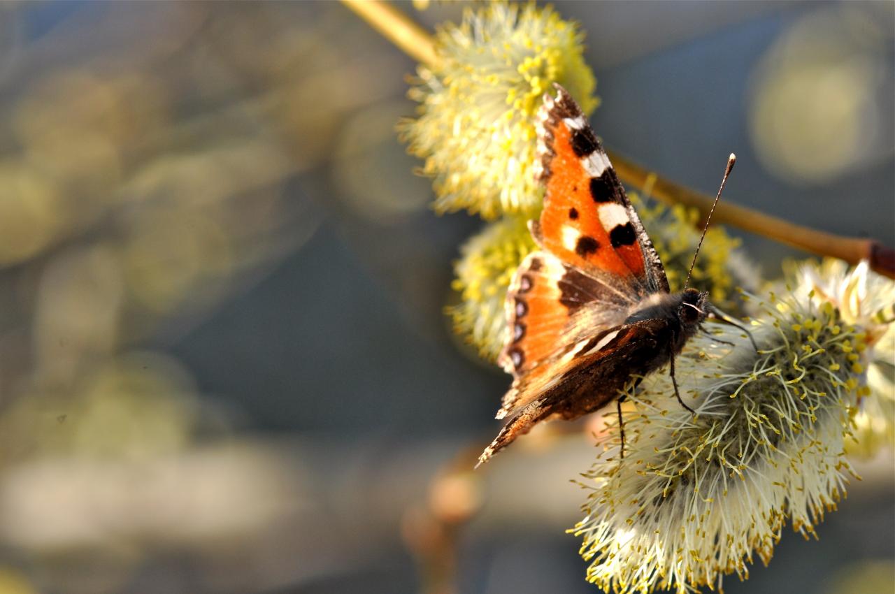 Papillon Vanessa Polychloros