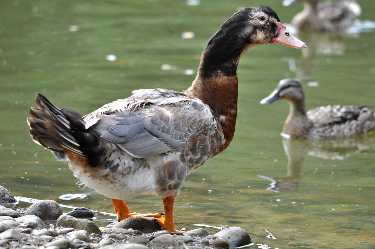 Colvert croisé avec un canard de Barbarie.