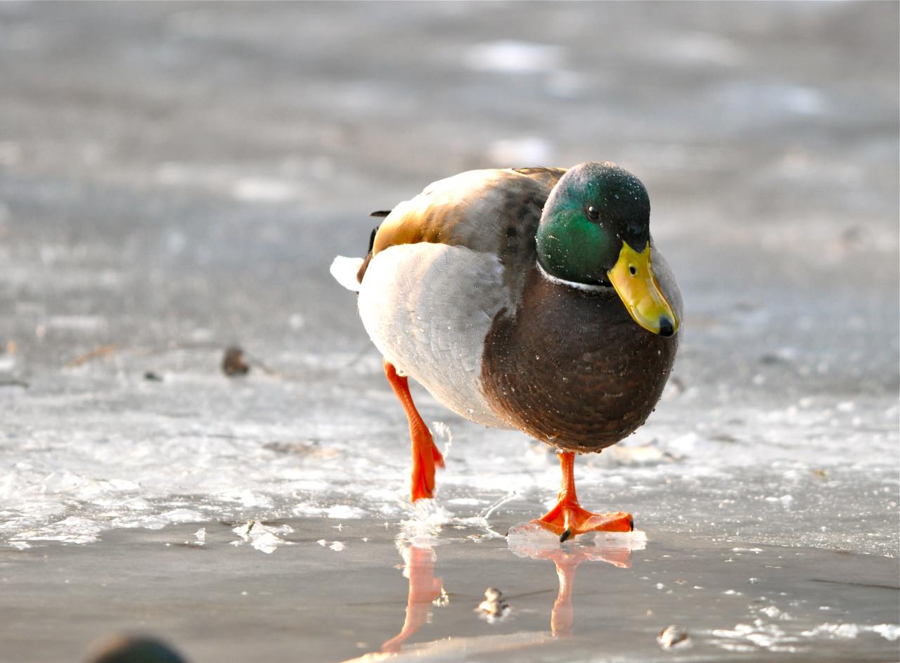 Les premiers essais de patinage