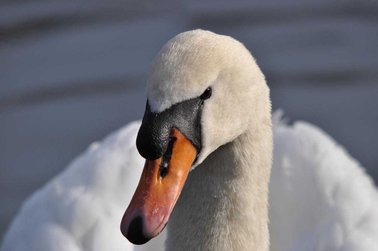 Cygne tuberculé ou cygne muet